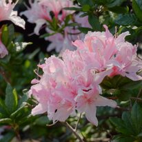 _1040126 Exposure adjusted