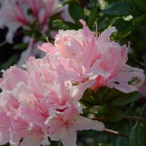 _1040128 Exposure adjusted