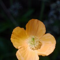 _1040134 Exposure adjusted