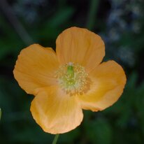 _1040135 Exposure adjusted