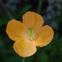 _1040136 Exposure adjusted