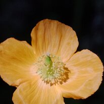 _1040142 Exposure adjusted