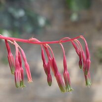 _1040463 Adjusted for exposure