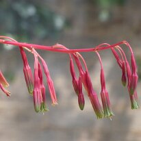 _1040470 Adjusted for exposure