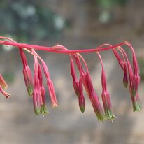 _1040471 Adjusted for exposure