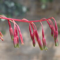 _1040472 Adjusted for exposure