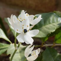 _1040475 Adjusted for exposure