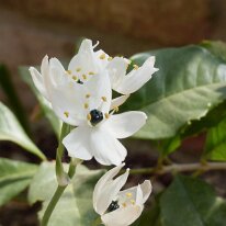 _1040476 Adjusted for exposure