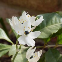 _1040477 Adjusted for exposure