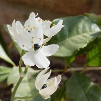 _1040479 Adjusted for exposure