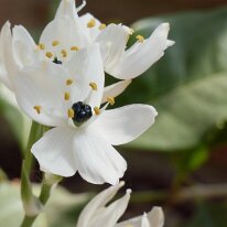 _1040481 Adjusted for exposure