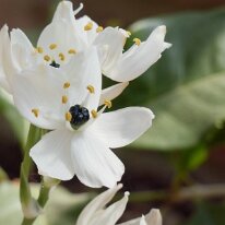 _1040482 Adjusted for exposure