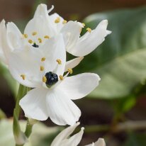 _1040483 Adjusted for exposure