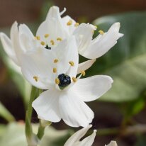 _1040485 Adjusted for exposure