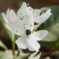 _1040486 Adjusted for exposure