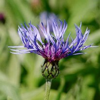 _1040123 Processed Photoshop