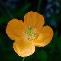 _1040135 Processed Photoshop