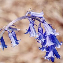 _1040155 Processed Photoshop