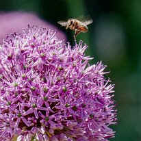 _1040159 Processed Photoshop