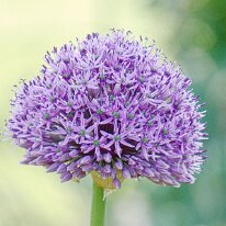 _1040165 Processed Photoshop