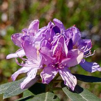 _1040184 Processed Photoshop