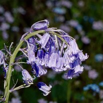 _1040193 Processed Photoshop