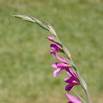 _1040208 Processed Photoshop