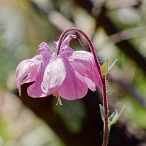 _1040212 Processed Photoshop