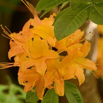 _1040220 Processed Photoshop