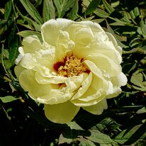 _1040246 Processed Photoshop