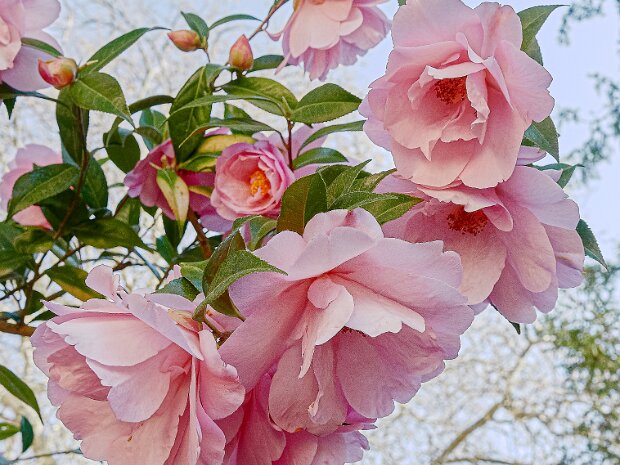 20250408 Standen Processed in Photoshop