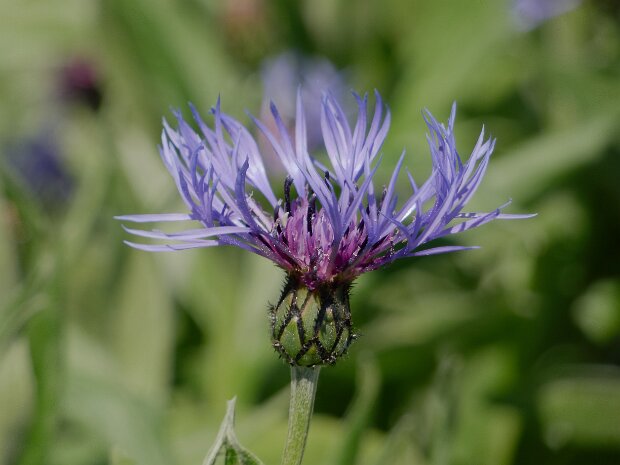 20250511 Nymans Adjusted 1