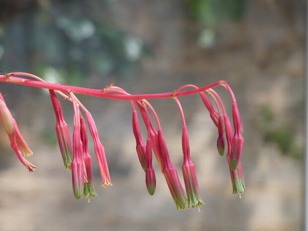 20250517 Leonardslee Adjusted 2