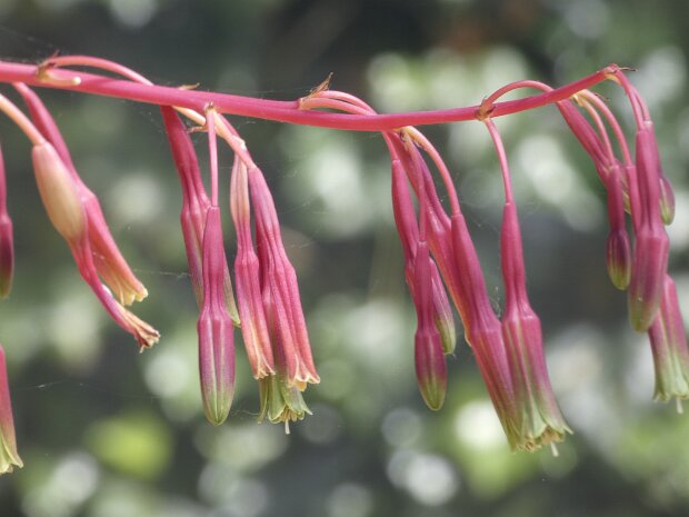 20250517 Leonardslee