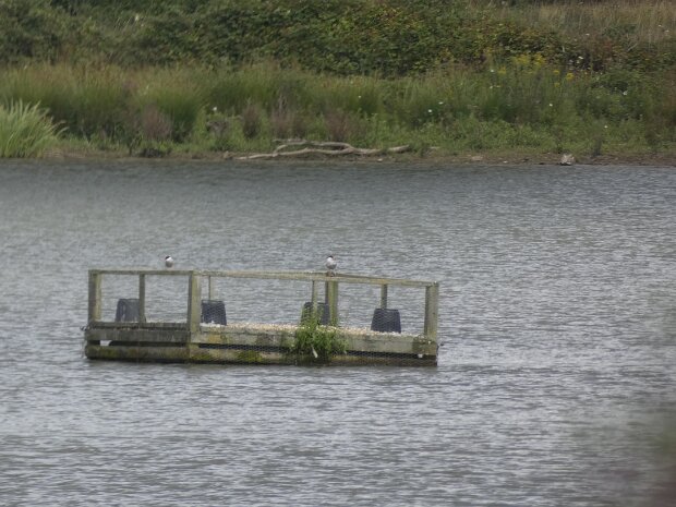 20250728 Weir Wood Reservoir