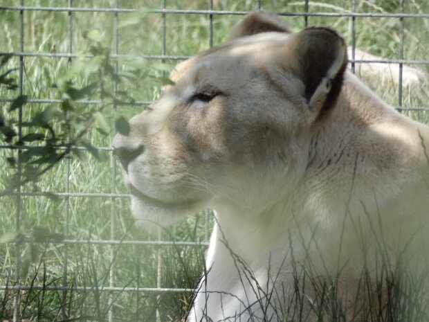 29250725 Big Cat Sanctuary