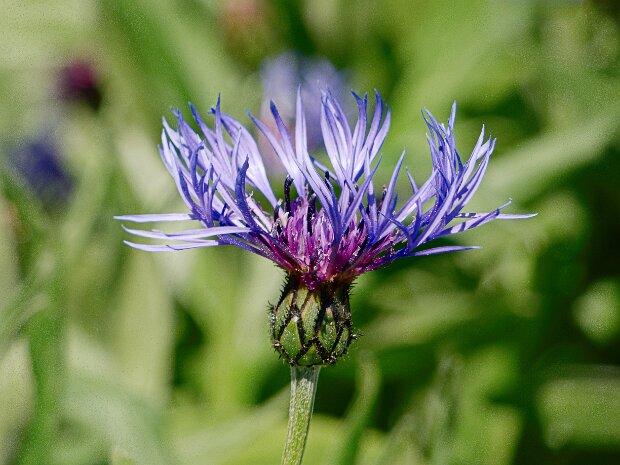 Processed in Photoshop